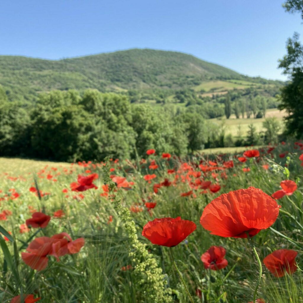 Paysage verdoyant des monts du parc régional du haut Languedoc avec des coquelicots au premier plan de l'image.